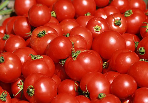 فرایند تولید رب گوجه فرنگی